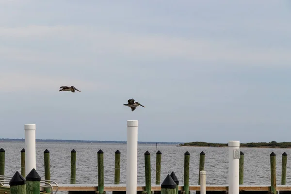 Pelican Flying Boat Dock — Stock Photo, Image