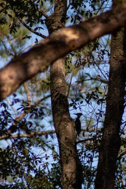 Ormanda ağaçkakan silueti