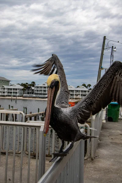 Pelican Dancing Food — Stock Photo, Image