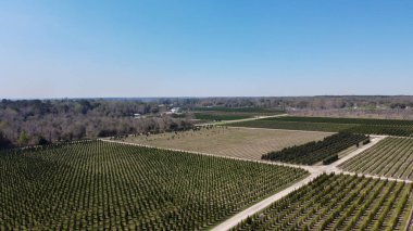 Drone görünümü, büyüme döngüsünün çeşitli bölgelerinde farklı ağaç alanlarını gösterir