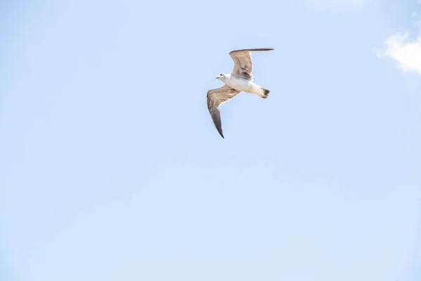 Gaivota Procura Uma Esmola Baía — Fotografia de Stock