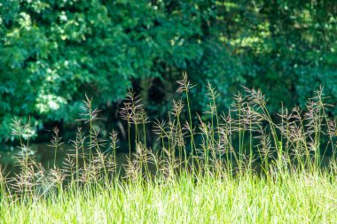 Ormanın yakınında çimenler büyüyor.