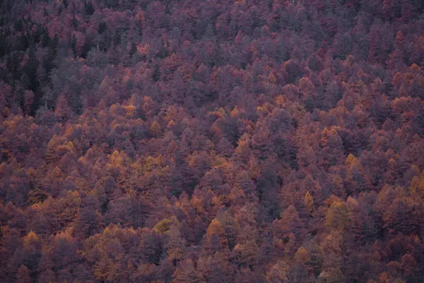 Осенняя листва в tentino Alto Adige, Italy — стоковое фото