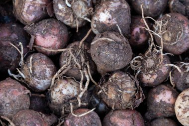 İtalyan gıda pazarında kış meyveleri ve sebzeler