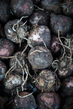 İtalyan gıda pazarında kış meyveleri ve sebzeler