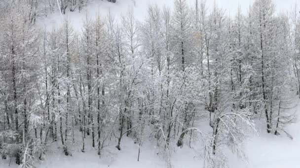 Zware sneeuwval boven de Italiaanse Alpen — Stockvideo