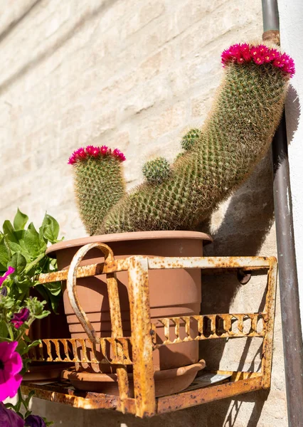 Dekorativ kaktus i italiensk medeltida burg — Stockfoto