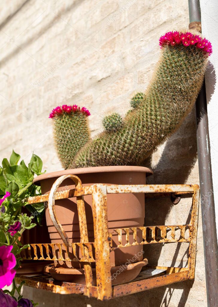Decorative cactus in italian medieval burg