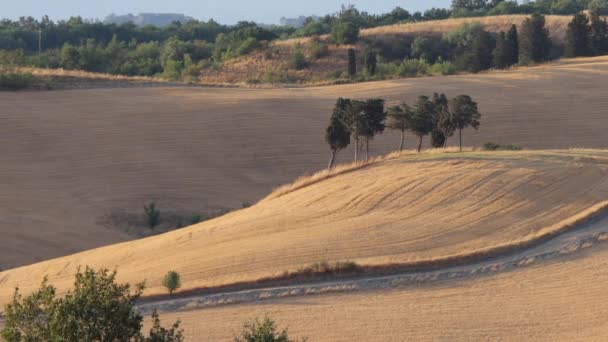 Panorama estivo toscano — Video Stock