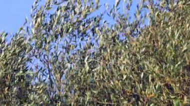 Rüzgarda sallanan Toskana zeytin ağaçları