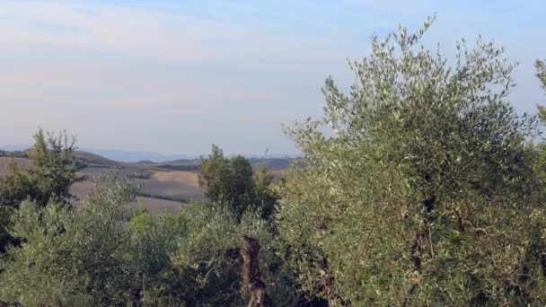 Toskanische Olivenbäume im Wind — Stockvideo