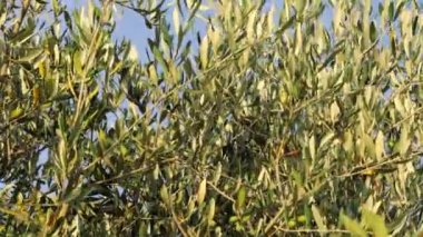 Rüzgarda sallanan Toskana zeytin ağaçları