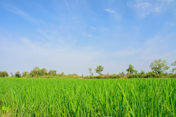 Zielony ryżu pola z tle niebieskiego nieba w okolicy — Zdjęcie stockowe