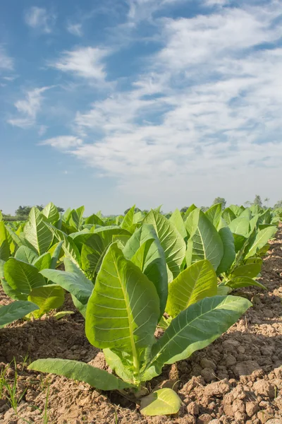Campo de tabaco verde con fondo azul cielo . — Foto de Stock