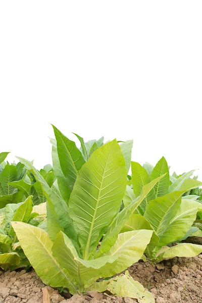 Campo de tabaco verde con fondo blanco . — Foto de Stock