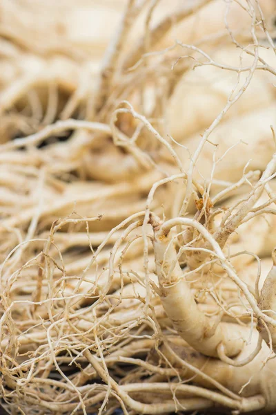 Kuru Ginseng kök makro.