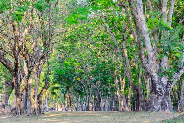 Paisagem do jardim do parque; árvores jardim durante o dia . — Fotografia de Stock