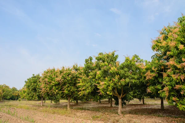 Mango alan, mavi gökyüzü arka plan ile mango farm.