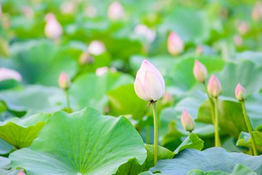 Lotus Çiçek Bahçesi, Lotus gölet.