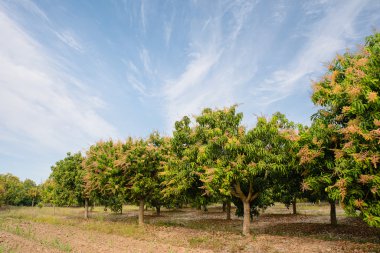 Mango alan, mavi gökyüzü arka plan ile mango farm.