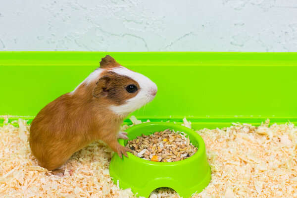 The guinea pig eats food in a green box on a sawdust bed.