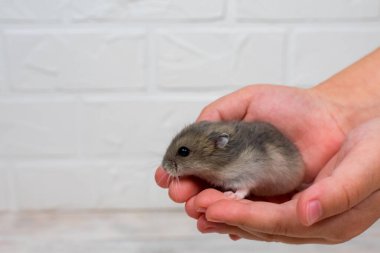 Çocukların kollarında küçük Dzungarian hamsterı. Bir yazıt için yer.
