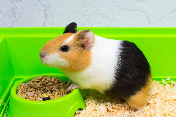 Close-up de uma cobaia comendo comida em uma caixa verde. Animais de estimação. — Fotografia de Stock