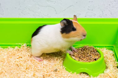Close-up of a guinea pig eating food in a green box. clipart