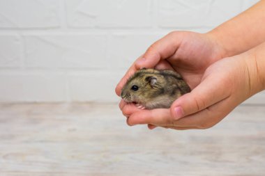 Çocukların kollarında küçük Dzungarian hamsterı. Bir yazıt için yer.