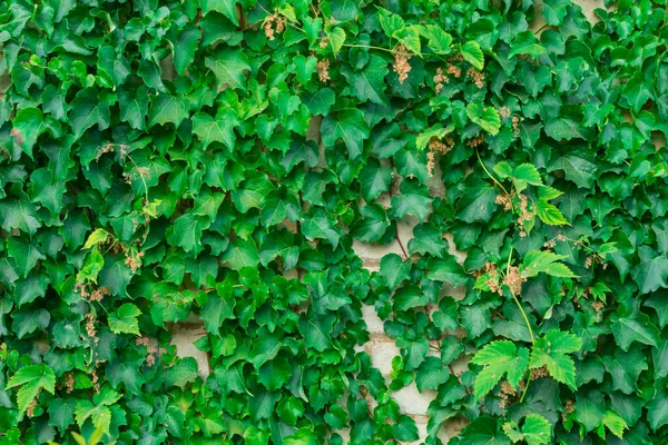 A hera verde parte em uma parede de tijolo. Fundo natural verde de folhas de hera. — Fotografia de Stock