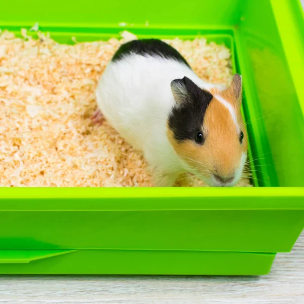 Close-up de uma cobaia em uma caixa verde. Animais de estimação. — Fotografia de Stock