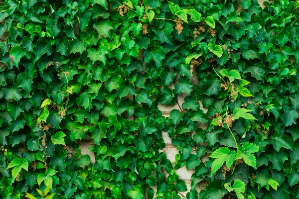 A hera verde parte em uma parede de tijolo. Fundo natural verde de folhas de hera. — Fotografia de Stock