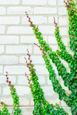Tuğla duvarda yeşil sarmaşık yaprakları. Sarmaşık yapraklarından yeşil doğal arkaplan.
