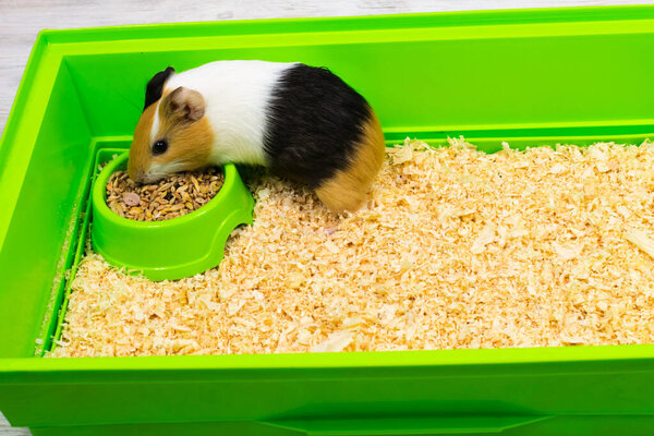 Guinea pig on sawdust bed in a green box. Pets.
