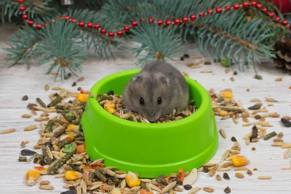 Liten söt Dzungarian hamster i en matare äter mat korn på bakgrunden av en julgran och leksaker. Selektiv inriktning. — Stockfoto