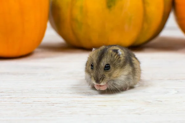 Liten söt Dzungarian hamster på bakgrunden av orange pumpa. — Stockfoto