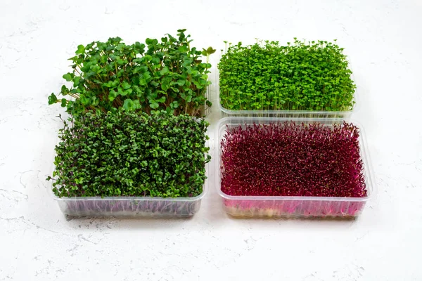 Färska ekologiska mikrogröna i en plastbehållare på en vit bakgrund. Mikrogröna. Vegansk och hälsosam mat koncept. — Stockfoto