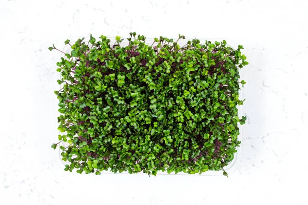 Fresh organic microgreens in a plastic container on a white background. Micro greens. — Stock Photo, Image