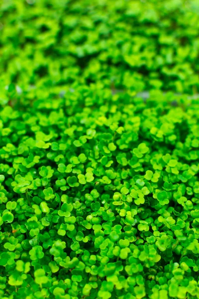 Μικροπράσινο φόντο φύλλωμα. Κοντινό πλάνο των μικροπράσινων. Σπόροι που φυτρώνουν στο σπίτι. Έννοια χορτοφαγικών και υγιεινών τροφίμων — Φωτογραφία Αρχείου