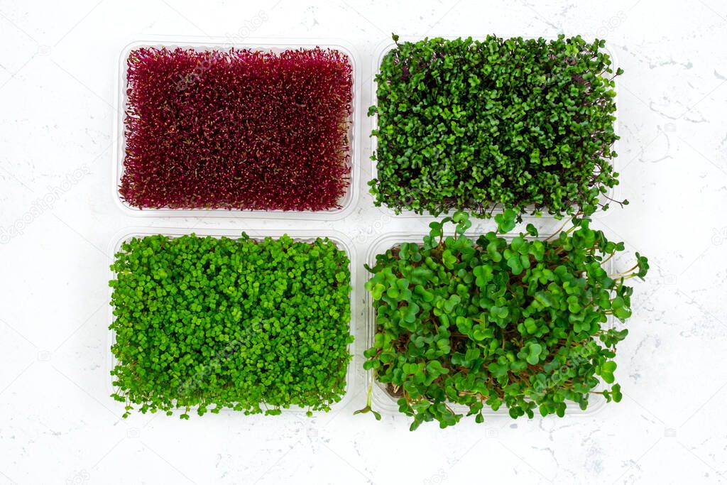 Fresh organic microgreens in a plastic container on a white background. Micro greens. View from above. Vegan and healthy food concept.