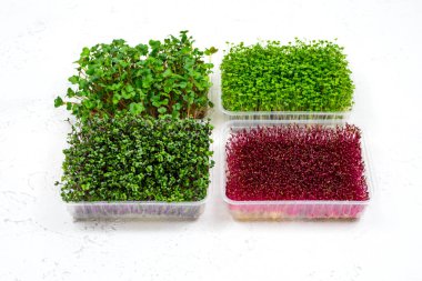 Beyaz arka planda plastik bir kapta taze organik mikroyeşiller. Mikro yeşiller. Vegan ve sağlıklı gıda konsepti.