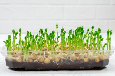 Sağlıklı bir salata için bezelye filizi. Bir kabın içinde yetişen yeşil bezelye mikroçerezleri. Düzgün vejetaryen yemeği kavramı..