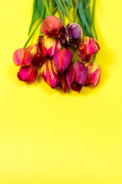 Bouquet of red and pink tulips on a yellow background. Mothers Day, Valentines Day, Birthday. Hello Spring, copy space, top view, greeting card. Selective focus.