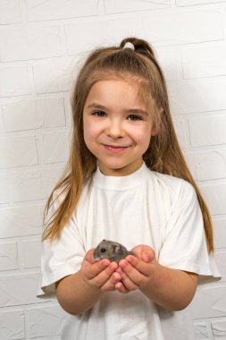 Beyaz tişörtlü şirin küçük bir kız kollarında Dzungarian hamsterını tutuyor.