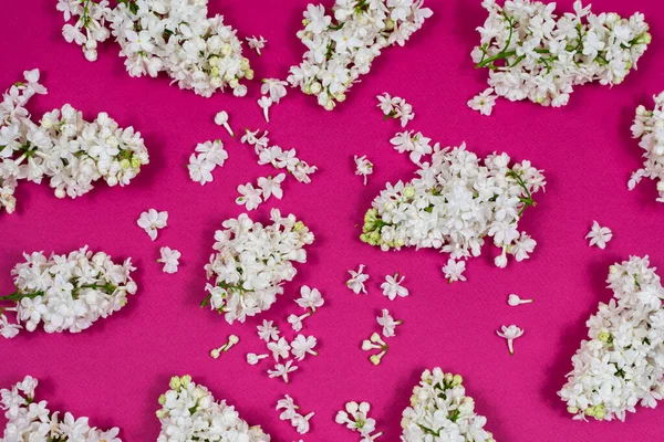 Flores de color lila blanco sobre fondo rosa oscuro. La base de la postal. Vista superior, plano, espacio para copiar — Foto de Stock