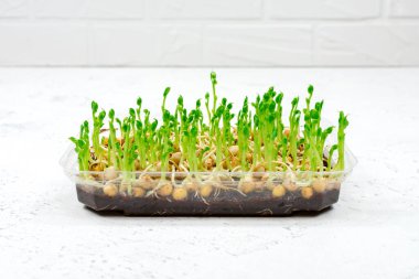 Sağlıklı bir salata için bezelye filizi. Bir kabın içinde yetişen yeşil bezelye mikroçerezleri. Düzgün vejetaryen yemeği kavramı..