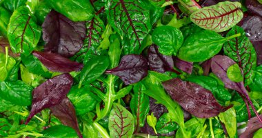 Marul karışımı arka planda kalır. Taze salata örneği, roka, mor salata, ıspanak, friz..