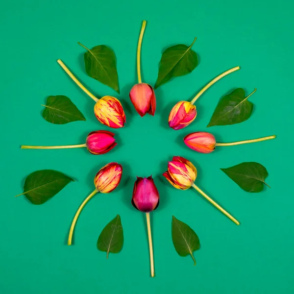 Tulipanes rojos sobre un fondo verde en forma de círculo. Vista desde arriba. En blanco para una postal. Día de la madre, Día de San Valentín, concepto de celebración de cumpleaños. — Foto de Stock
