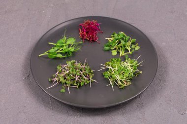 Gri arka planda gri bir plaka üzerinde filizler. Mikroyeşil turp, hardal, arugula, bezelye, aroma, antioksidan, detoks, diyet, salata takviyesi. Vejetaryen, sağlıklı yemek. Boşluğu kopyala, üst görünüm.