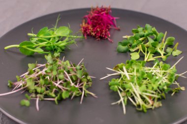 Gri arka planda gri bir plaka üzerinde filizler. Mikroyeşiller, turplar, hardal, arugula, bezelye, artanth, antioksidan, detoks, diyet, salata takviyesi. Vejetaryen, sağlıklı yemek. Yakın plan..